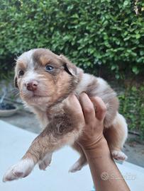 Australian shepherd