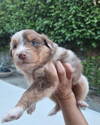 Australian shepherd