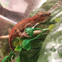 Geco Auriculatus macularis