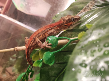 Geco Auriculatus macularis