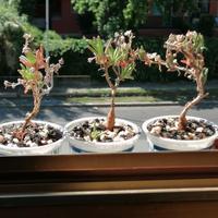 delosperma napiforme succulenta caudiciforme bonsa