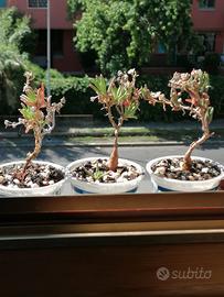 delosperma napiforme succulenta caudiciforme bonsa