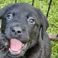 Labrador con pedigree