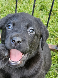 Labrador con pedigree