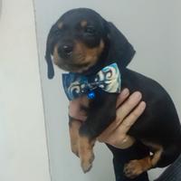Cucciolo di bassotto nano