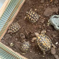 Tartarughe hermanni