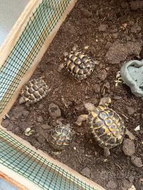 Tartarughe hermanni