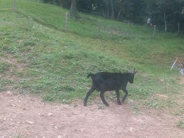 Maschio di capra nera di Verzasca
