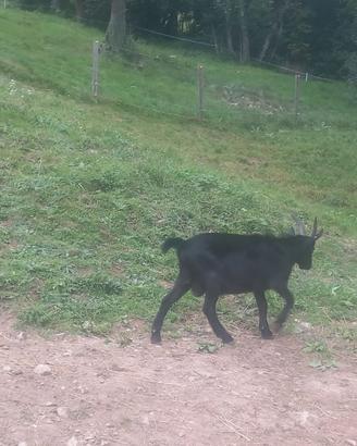 Maschio di capra nera di Verzasca