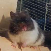 Dolcissimi cuccioli di criceti