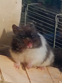 Dolcissimi cuccioli di criceti