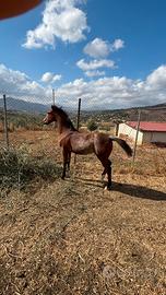 Cavalla di 15 anni con puledra di 4 mesi