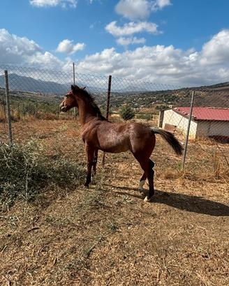 Cavalla di 15 anni con puledra di 4 mesi