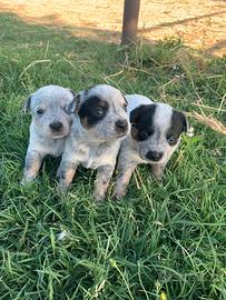 Splendidi Cuccioli Australian Cattle Dog
