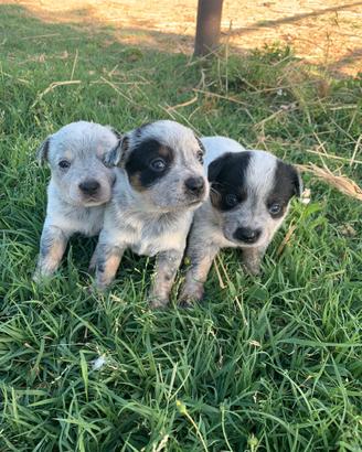 Splendidi Cuccioli Australian Cattle Dog