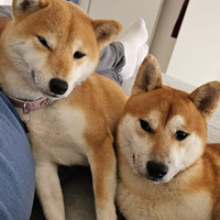 Cuccioli di shiba inu