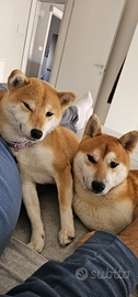 Cuccioli di shiba inu