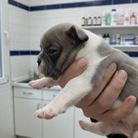 Bulldog francese