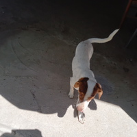 Cani meticci di varie età