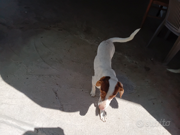 Cani meticci di varie età