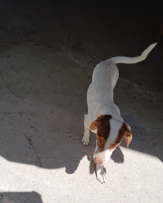 Cani meticci di varie età