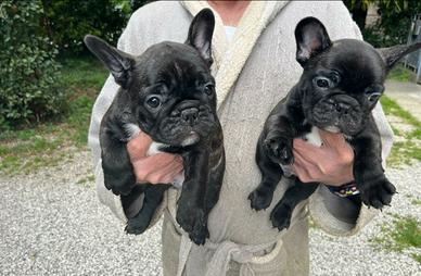 Cuccioli Bouledogue Francese altissima genealogia