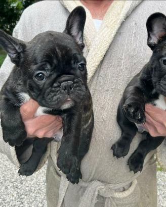 Cuccioli Bouledogue Francese altissima genealogia