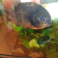 Pygocentrus nattereri (Piranha)
