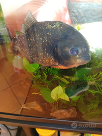 Pygocentrus nattereri (Piranha)