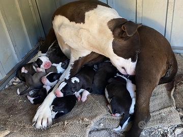 Cuccioli di pitbull terrier