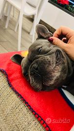 Bulldog Francese disp per monta