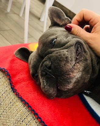 Bulldog Francese disp per monta