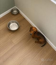 bassotto maschio Kaninchen 