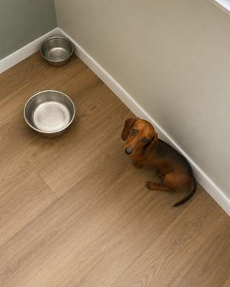 bassotto maschio Kaninchen 
