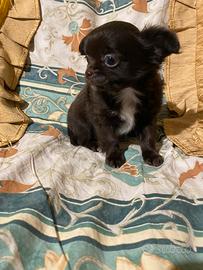 Chihuahua maschietto