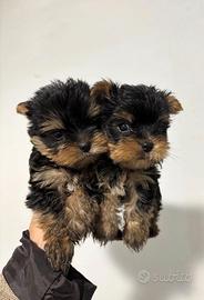 Yorkshire toy maschio