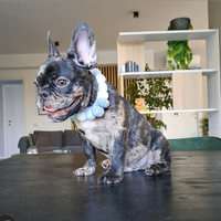 Bulldog francese