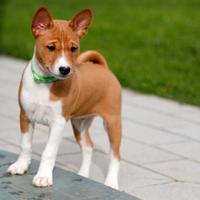 Basenji cuccioli pedigree ENCI