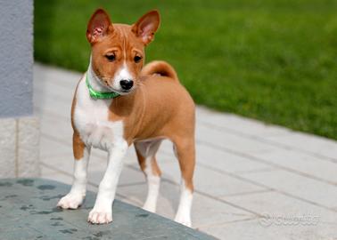 Basenji cuccioli pedigree ENCI