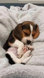Cuccioli di Beagle elisabeth