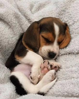 Cuccioli di Beagle elisabeth