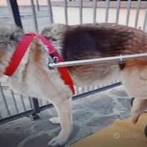 Carrellini deambulatori per cani