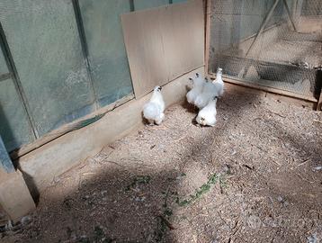 Coppia galline moroseta