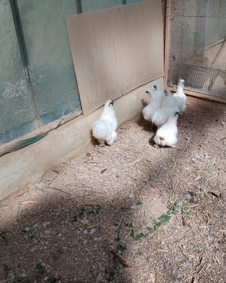 Coppia galline moroseta