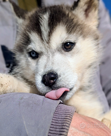 Cuccioli di siberian husky