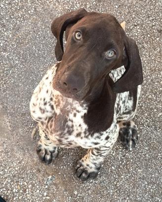 Bracco tedesco Kurzhaar
