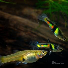 Endler Tigre