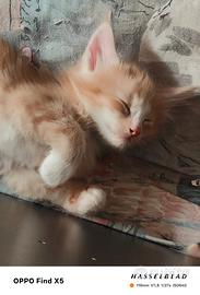 Gatti Norvegesi delle Foreste