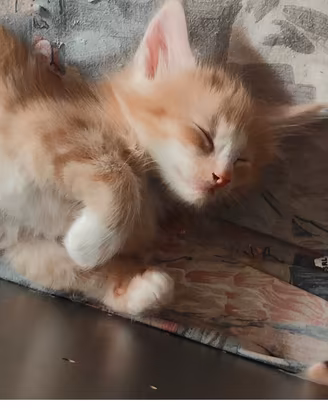Gatti Norvegesi delle Foreste