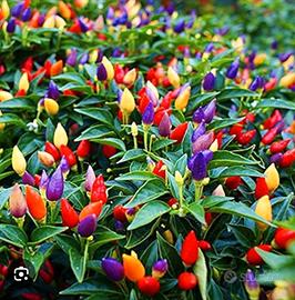 Pianta di peperoncino di varie misure